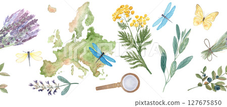 Map of Europe, botanical elements, dragonflies, butterfly seamless border on white. Lavender, sage, blueberry, tansy. Ideal for herbal medicine, organic packaging, travel, or educational projects 127675850
