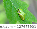 下垂的綠葉上的日本樹蛙 127675901