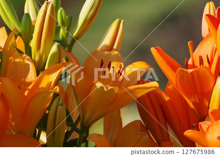 美麗的百合花 美麗的百合花 127675986