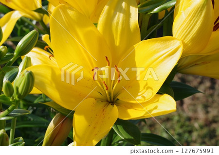 Yellow lily Yellow lily 127675991