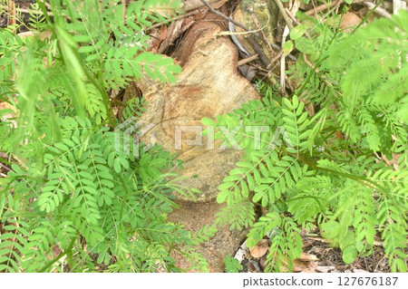 acacia tree growth from timber and wood cutting on ground in garden acacia tree growth from timber and wood cutting on ground in garden 127676187