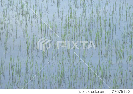 close up of paddy field growth from dirt and water in farm close up of paddy field growth from dirt and water in farm 127676190
