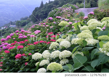 八英畝繡球花盛開（高知縣大豐町） 127676283