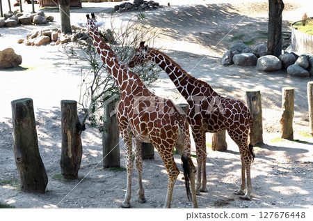 Group of giraffes in a nature park 127676448
