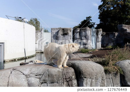 A large polar bear stands on rocks 127676449