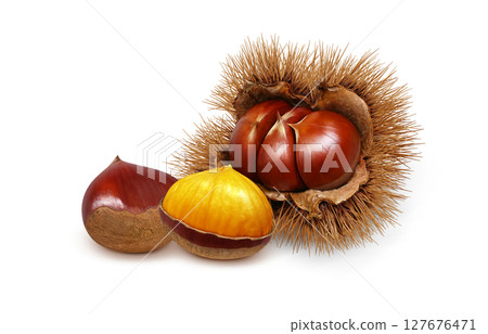 栗子插圖，逼真，栗子毛刺，白色背景 127676471