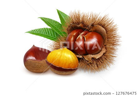 栗子插圖，逼真，栗子毛刺，白色背景 127676475