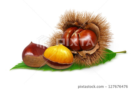 Chestnut illustration, realistic, chestnut burr, white background Chestnut illustration, realistic, chestnut burr, white background 127676476
