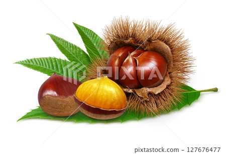Chestnut illustration, realistic, chestnut burr, white background 127676477