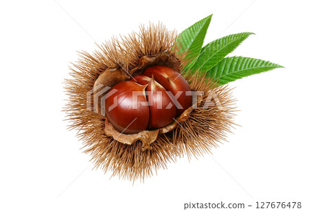 Chestnut illustration, realistic, chestnut burr, white background 127676478