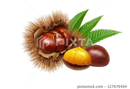 栗子插圖，逼真，栗子毛刺，白色背景 127676484