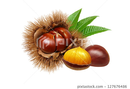 栗子插圖，逼真，栗子毛刺，白色背景 127676486
