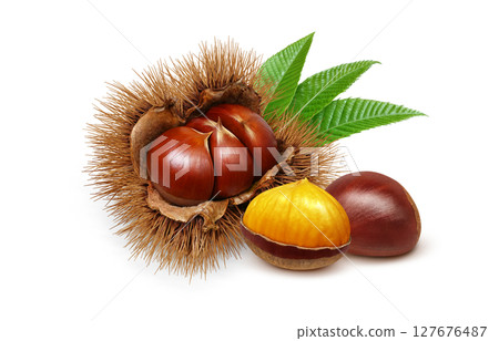 栗子插圖，逼真，栗子毛刺，白色背景 127676487