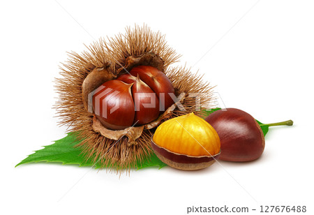栗子插圖,逼真,栗子毛刺,白色背景 栗子插圖,逼真,栗子毛刺,白色背景 127676488