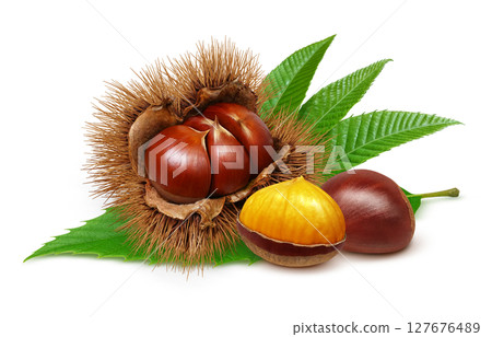 栗子插圖，逼真，栗子毛刺，白色背景 127676489