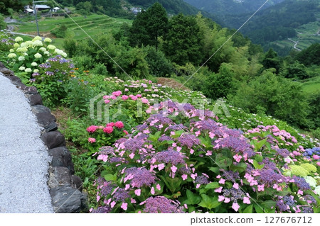 Hydrangeas and eight-acre rice terraces blooming in the mountains (Otoyo Town, Kochi Prefecture) 127676712