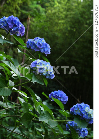 Best time to see hydrangeas 127676717