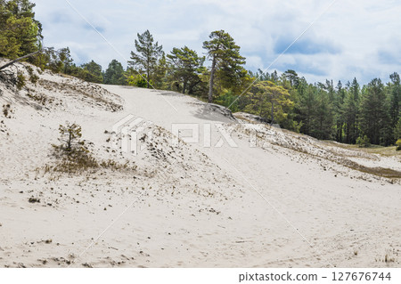 Wind sculpted coastal dunes and sparse pines under bright sky in Kurzeme region, Latvia 127676744