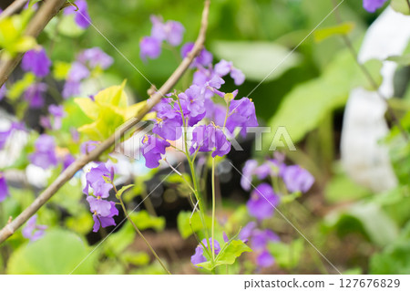 Purple flower of the small purple plant Purple flower of the small purple plant 127676829
