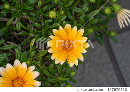 Yellow gazania flowers blooming in a garden flowerbed Yellow gazania flowers blooming in a garden flowerbed 127676830