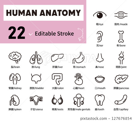 人體器官、身體部位、解剖圖示插圖集 人體器官、身體部位、解剖圖示插圖集 127676854