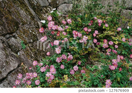 石牆上盛開的秋菊 127676909