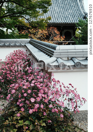 善寶寺的秋菊 127676910