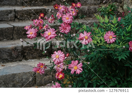 石板路上盛開的秋菊 127676911