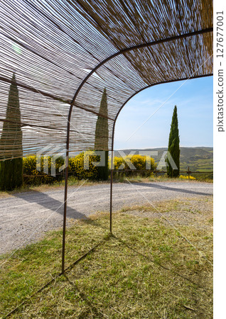 View from the summer gazebo to the thujas and beautiful hills on the horizon. Vertical photo 127677001