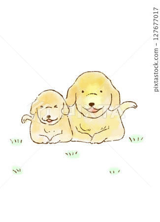 Friendly Golden Retriever Friendly Golden Retriever 127677017