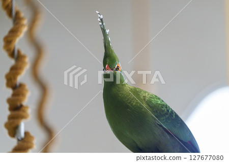 Frontal portrait of a Turtle with vibrant plumage and crest Frontal portrait of a Turtle with vibrant plumage and crest 127677080