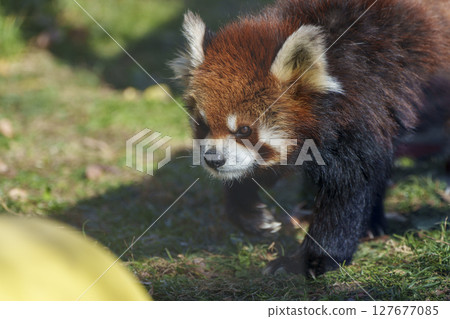 A powerful gaze of a red panda walking through a field 127677085