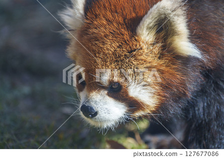 A profile of a red panda in the sunlight 127677086