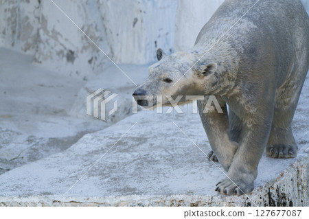 Profile of a wet polar bear 127677087