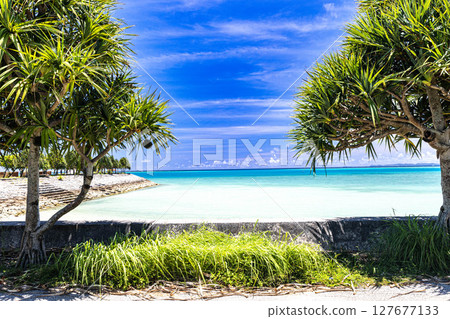藍色的大海和露兜樹 127677133