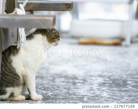 放鬆在樹蔭下的貓 127677189