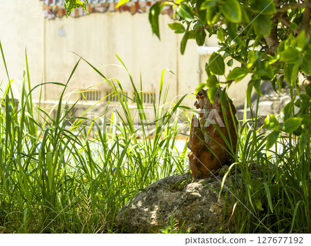 A Shisa statue in the shade and the greenery of summer A Shisa statue in the shade and the greenery of summer 127677192