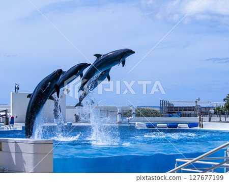 三隻海豚齊聲跳躍（美麗海水族館） 127677199