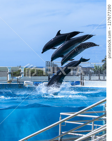 美麗的海洋中四隻跳躍海豚的表演 127677200
