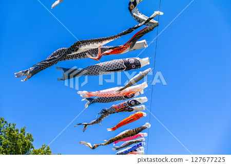 鯉魚stream在藍藍的天空中游泳 127677225