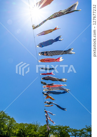 若宮公園:藍天下飄揚的鯉魚旗(神奈川縣厚木市) 若宮公園:藍天下飄揚的鯉魚旗(神奈川縣厚木市) 127677232