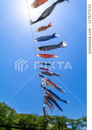 若宮公園：藍天下飄揚的鯉魚旗（神奈川縣厚木市） 127677233