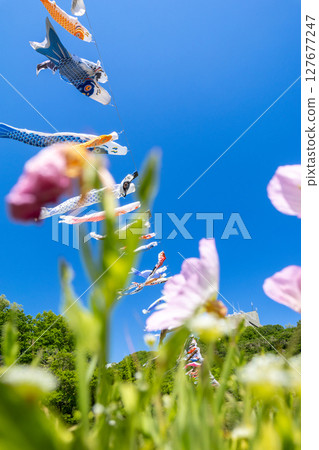 若宮公園:藍天飄揚的鯉魚旗映襯下,百花盛開(神奈川縣厚木市) 若宮公園:藍天飄揚的鯉魚旗映襯下,百花盛開(神奈川縣厚木市) 127677247