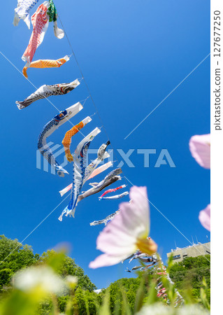 若宮公園：藍天下鯉魚旗與花海（神奈川縣厚木市） 127677250