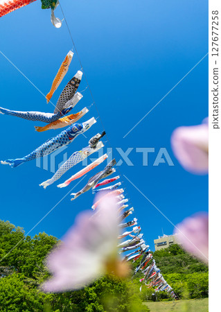 Wakamiya Park: Carp streamers and flowers swimming in the blue sky (Atsugi City, Kanagawa Prefecture) 127677258