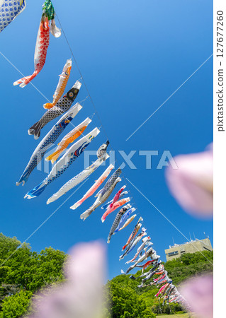 若宮公園:藍天下鯉魚旗與花海(神奈川縣厚木市) 若宮公園:藍天下鯉魚旗與花海(神奈川縣厚木市) 127677260