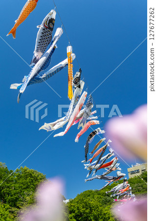 Wakamiya Park: Carp streamers and flowers swimming in the blue sky (Atsugi City, Kanagawa Prefecture) 127677262