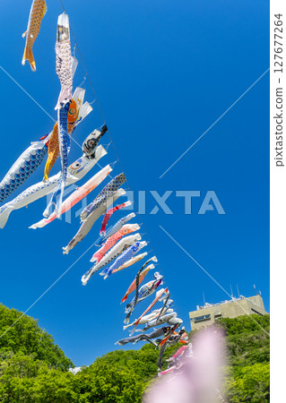 Wakamiya Park: Carp streamers and flowers swimming in the blue sky (Atsugi City, Kanagawa Prefecture) 127677264