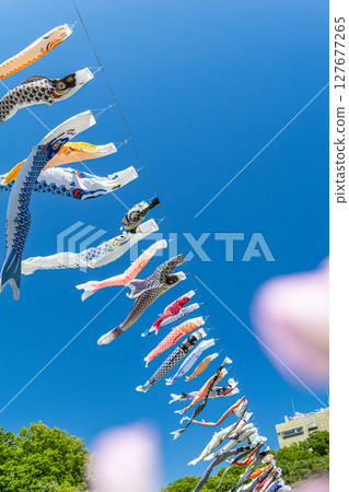 Wakamiya Park: Carp streamers and flowers swimming in the blue sky (Atsugi City, Kanagawa Prefecture) 127677265