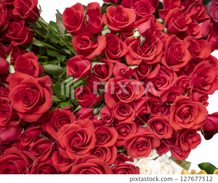 一束紅玫瑰 127677512